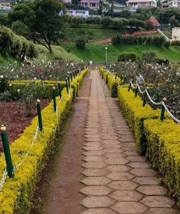 rose garden